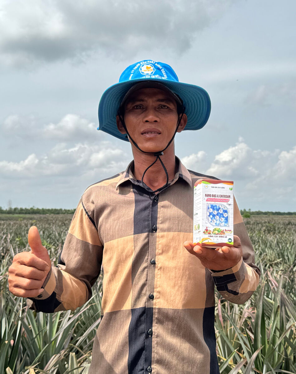 Nông dân trồng khóm sử dụng sản phẩm TNTECH